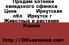 Продам котенка канадского сфинкса › Цена ­ 4 000 - Иркутская обл., Иркутск г. Животные и растения » Кошки   